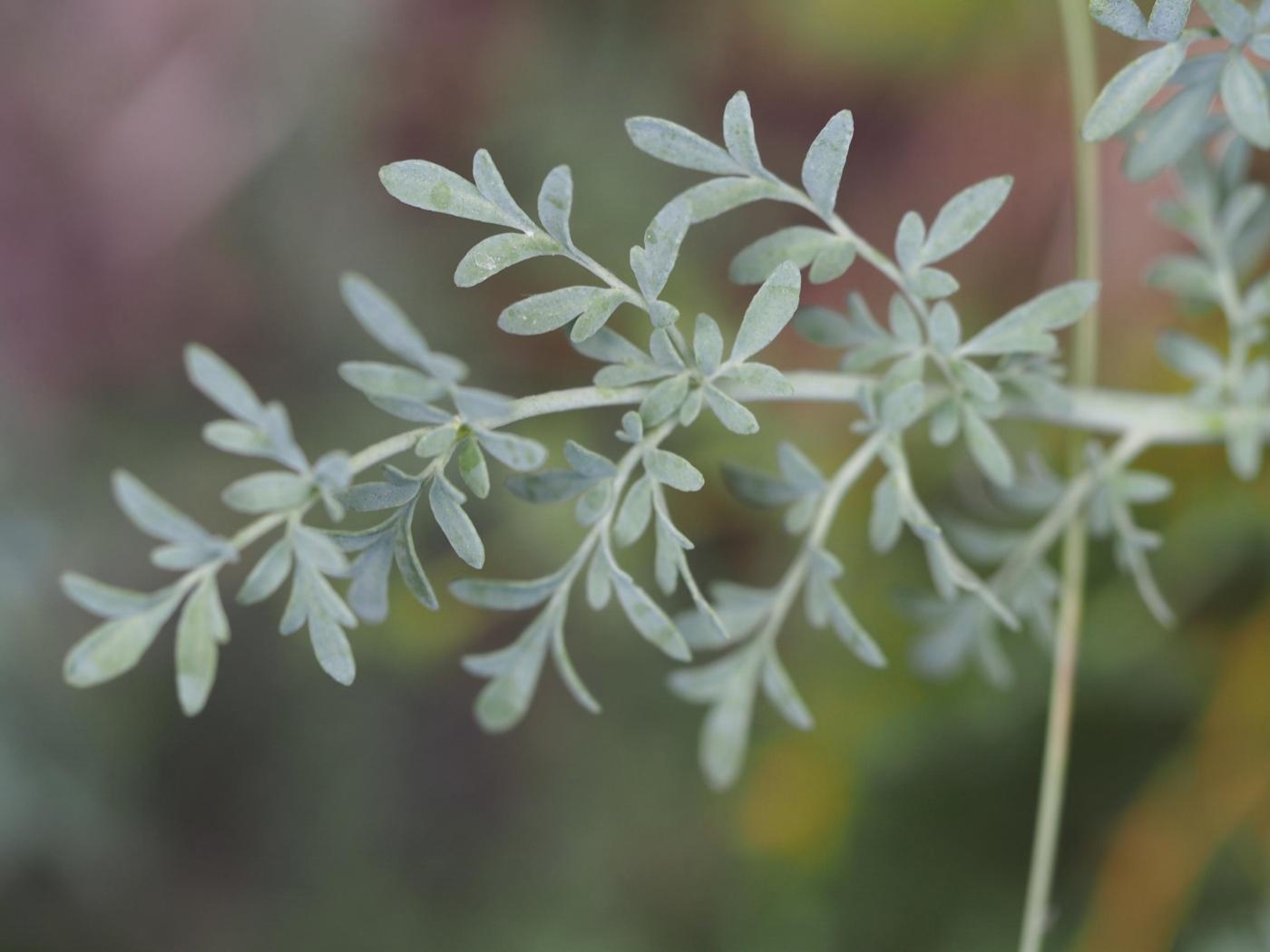 Rue, Egyptian leaf